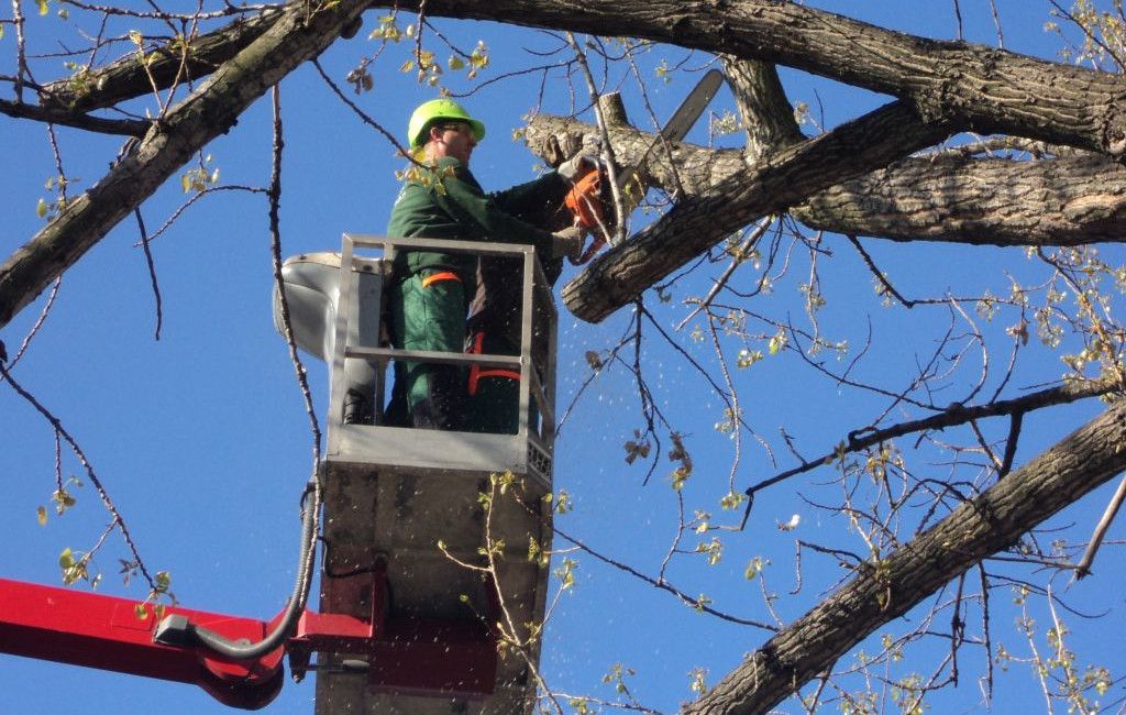 Favágás, faápolás emelőkosaras autó segítségével - Tree Service Kft.