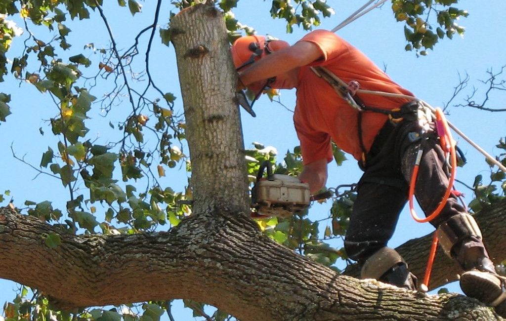 Favágás, faápolás ipari alpintechnikával - Tree Service Kft.